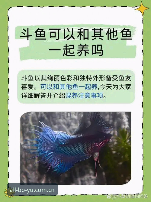 揭秘博鱼体育正版授权最新版：功能、安装与深度体验全解析